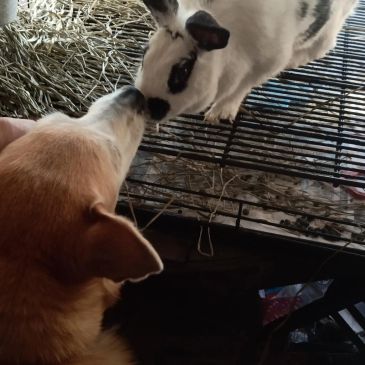 Dog and rabbit touching noses.