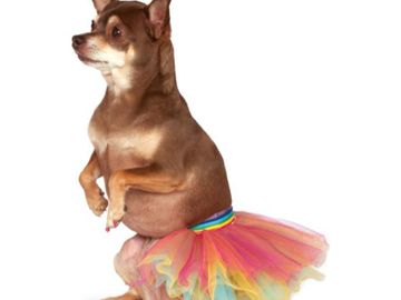 Rainbow layered tutu for dogs or other pets with ribbon to tie around waist