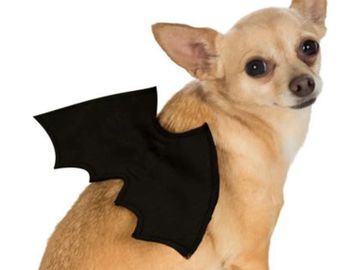 small black bat wings with elastic straps for dogs or other pets.