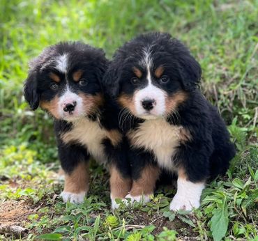 BERNES DE LA MONTAÑA