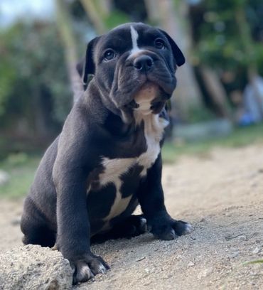 AMERICAN BULLY