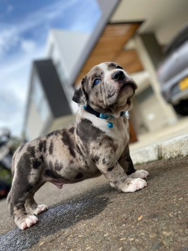 AMERICAN BULLY MERLE