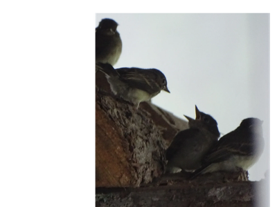 Four small birds perched on wood against a bright sky.