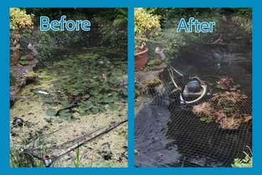 Before and after images of a pond clearing showing cleaner water and less algae.