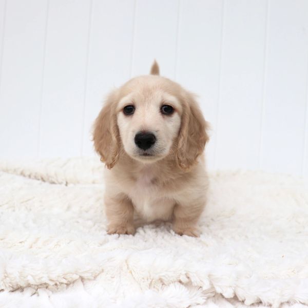 long haired dachshund