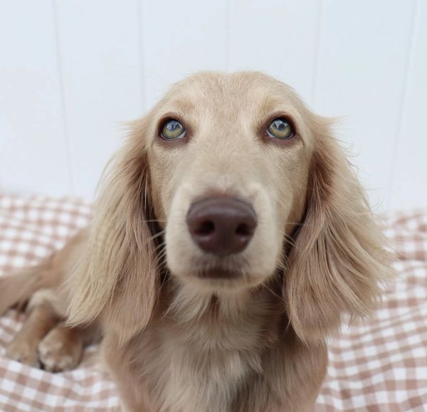 isabella cream long haired dachshund