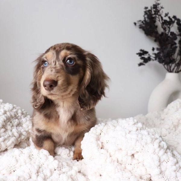 chocolate cream dappled long haired dachshund