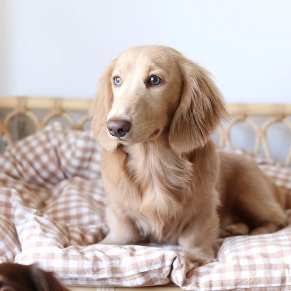 Blue based long haired dachshund