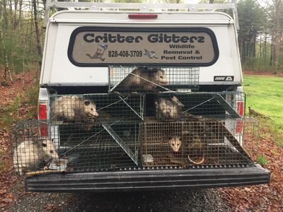 5 opossums that were killing ducks and chickens