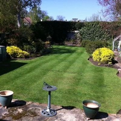 Garden  French yellow flowers