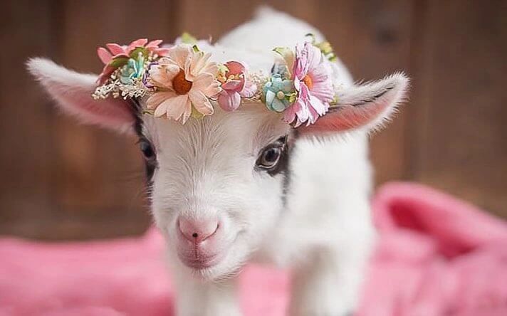 ITS WEARING A FLOWER CROWN