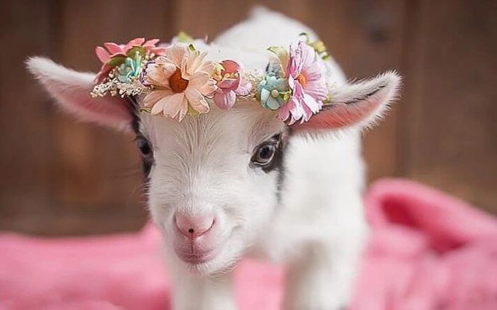 ITS WEARING A FLOWER CROWN