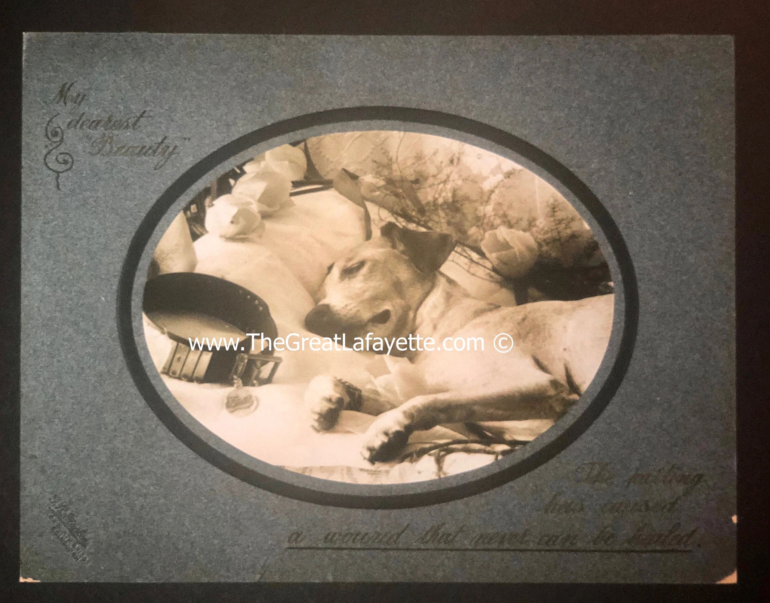 The Great Lafayette's Dog "Beauty" seen in her casket.