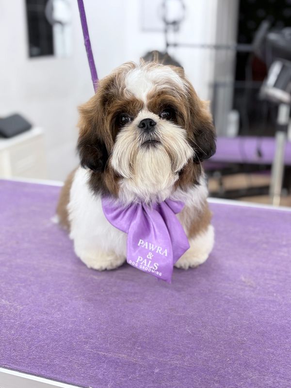 A small dog with a purple groomer’s scarf.