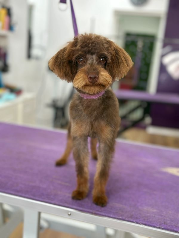Groomed small brown dog standing on purple grooming table.
