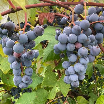 Concord grapes handing on vines
