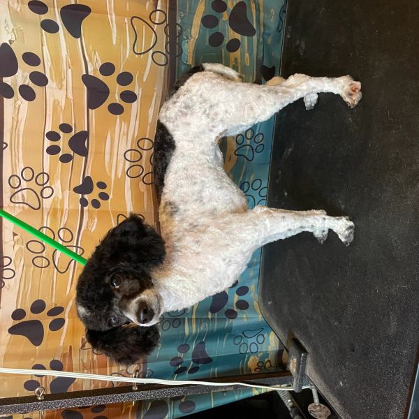 A freshly groomed black and white poodle standing on a grooming table.
