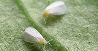 whitefly