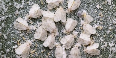 Rugose Whitefly