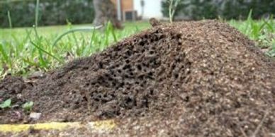 Fire Ant Removal Florida