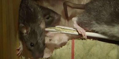 Rat removal