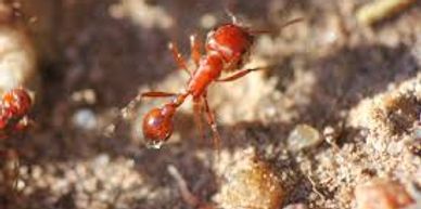 Imported fire ants