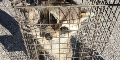 Raccoon Removal Port St Lucie