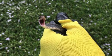 Snake Removal Port St Lucie