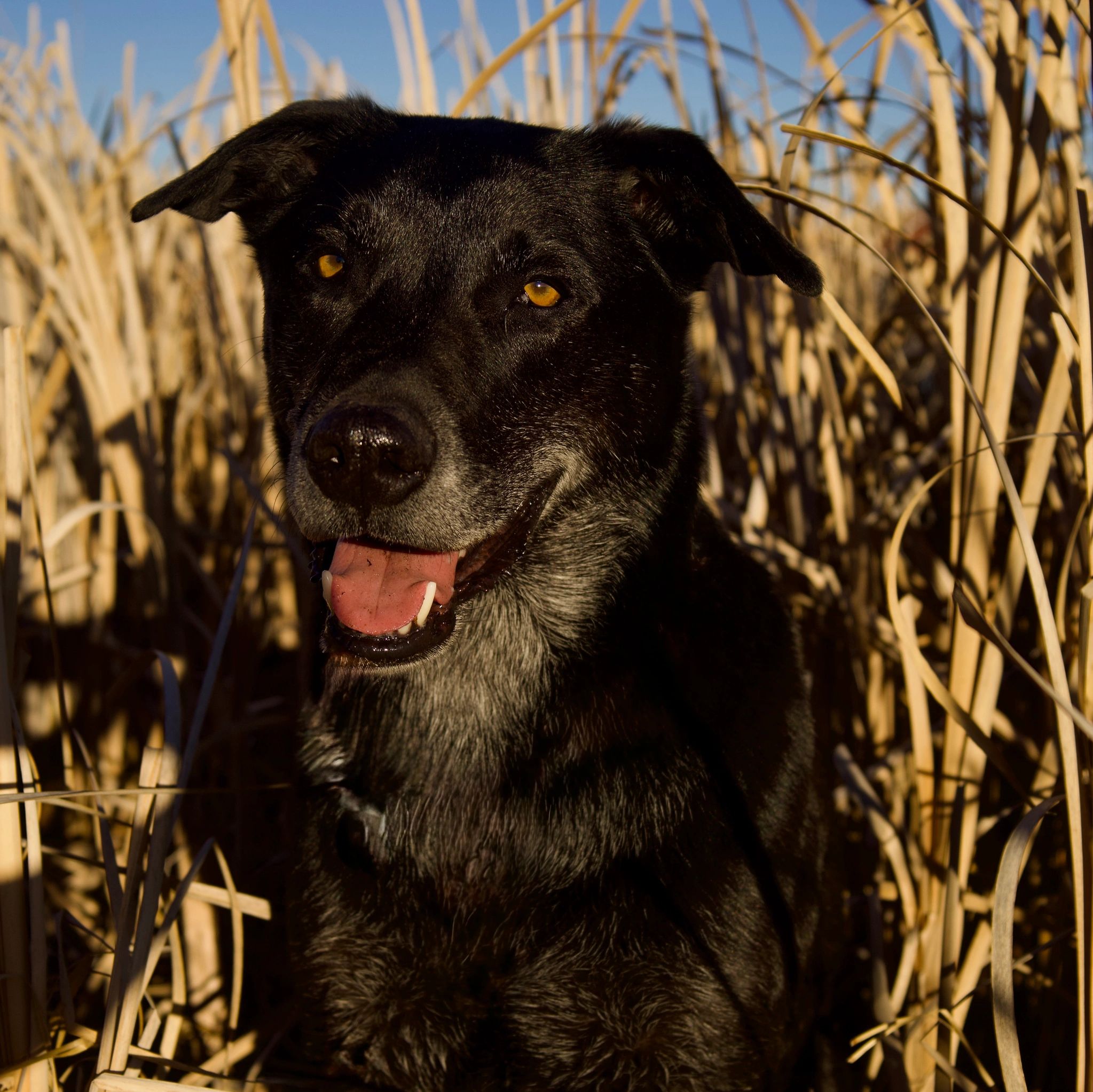 A black lab mix against a background tall yellow grass
Anthropomorphically I would say he's smiling
