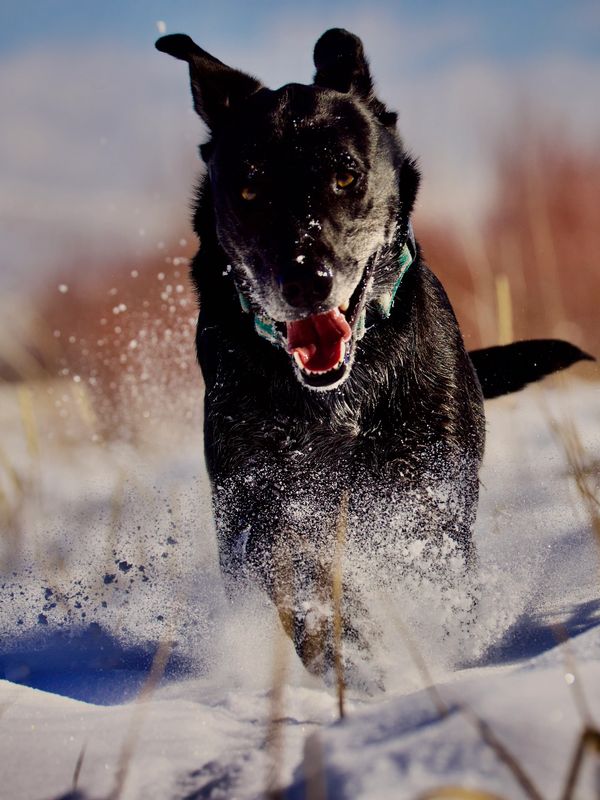 Black lab mix running through the snow directly at the camera