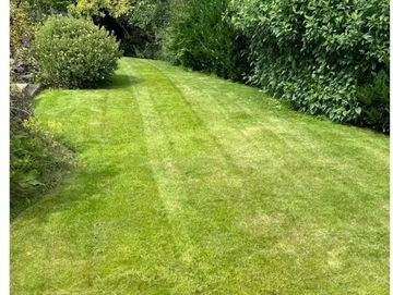 lawn and hedges