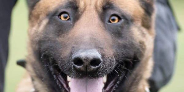Close-up of a happy German Shepherd dog with tongue out.