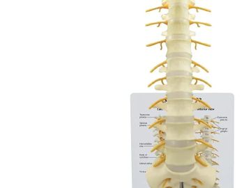 maqueta de columna vertebral.