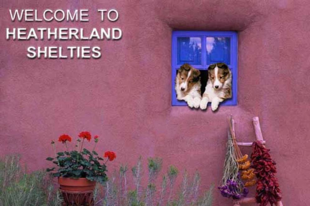 heartland shelties