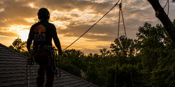 Silhouette of a tree climber at sunset with safety gear.