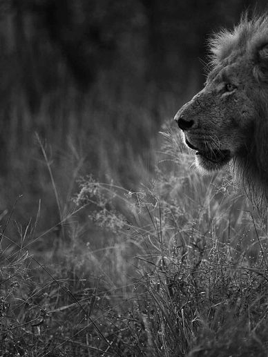 Lions