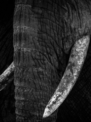 Elephant tusks