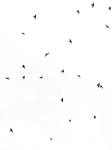 Swallows