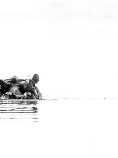Hippo