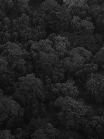 Forestry