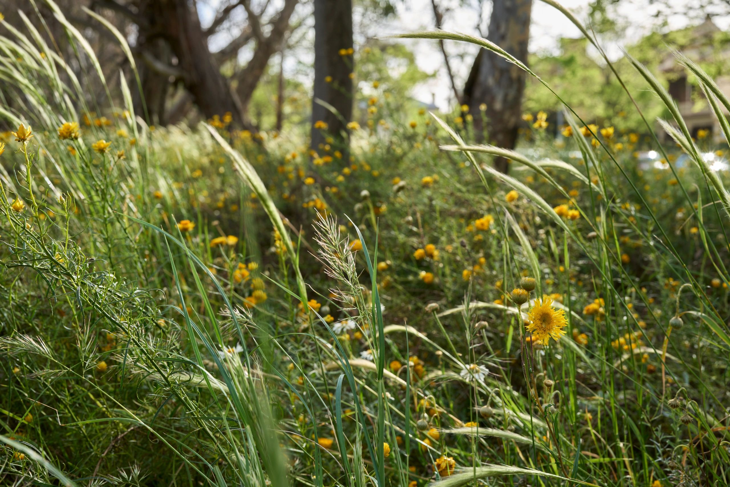 A gorgeous, biodiverse native wildflower meadow full of grasses and flowers