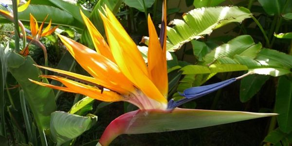 Peaceful and vibrant bird of paradise in teletherapist garden in Los Angeles San Fernando Valley
