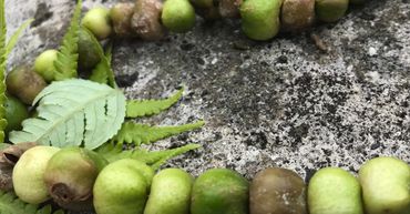 Mokihana berry. Hawaiian Fire ring. Hawaiian spirit.