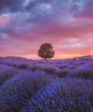 Lavander garden, Isparta, Lavanta, Yalova, Türkiye