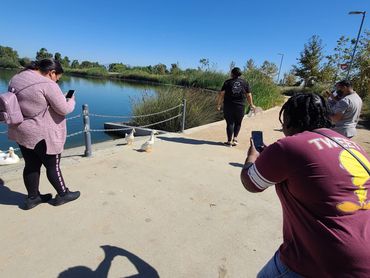 Group of people in the park taking pictures of ducks using their mobile phones.