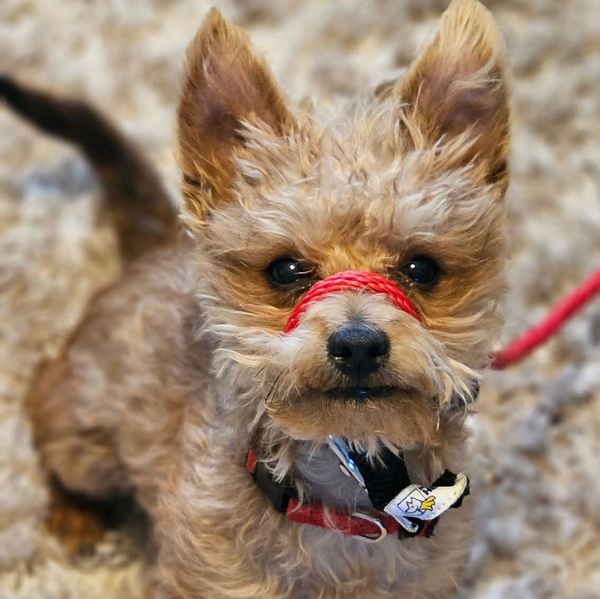 K9 Paws Behavior Dog Training Private Puppy Training