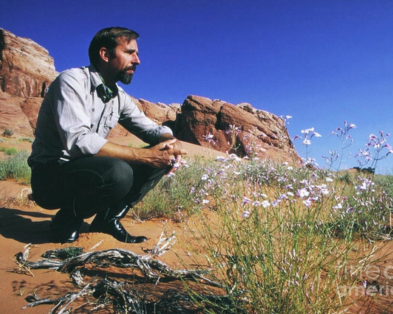 Edward Paul Abbey looks across the desert surrounded by rock formations, driftwood, and wildflowers.