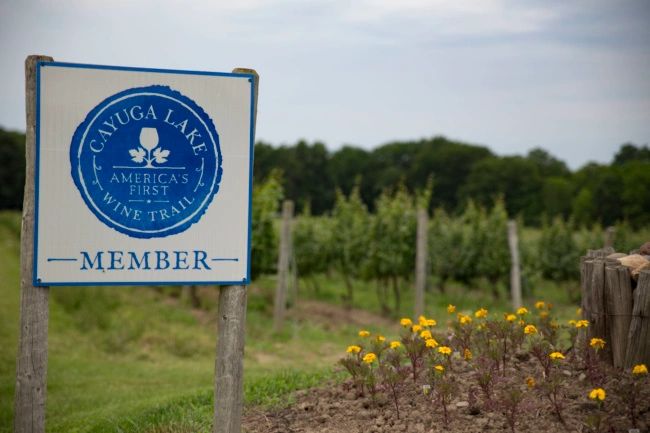 Cayuga Wine Trail