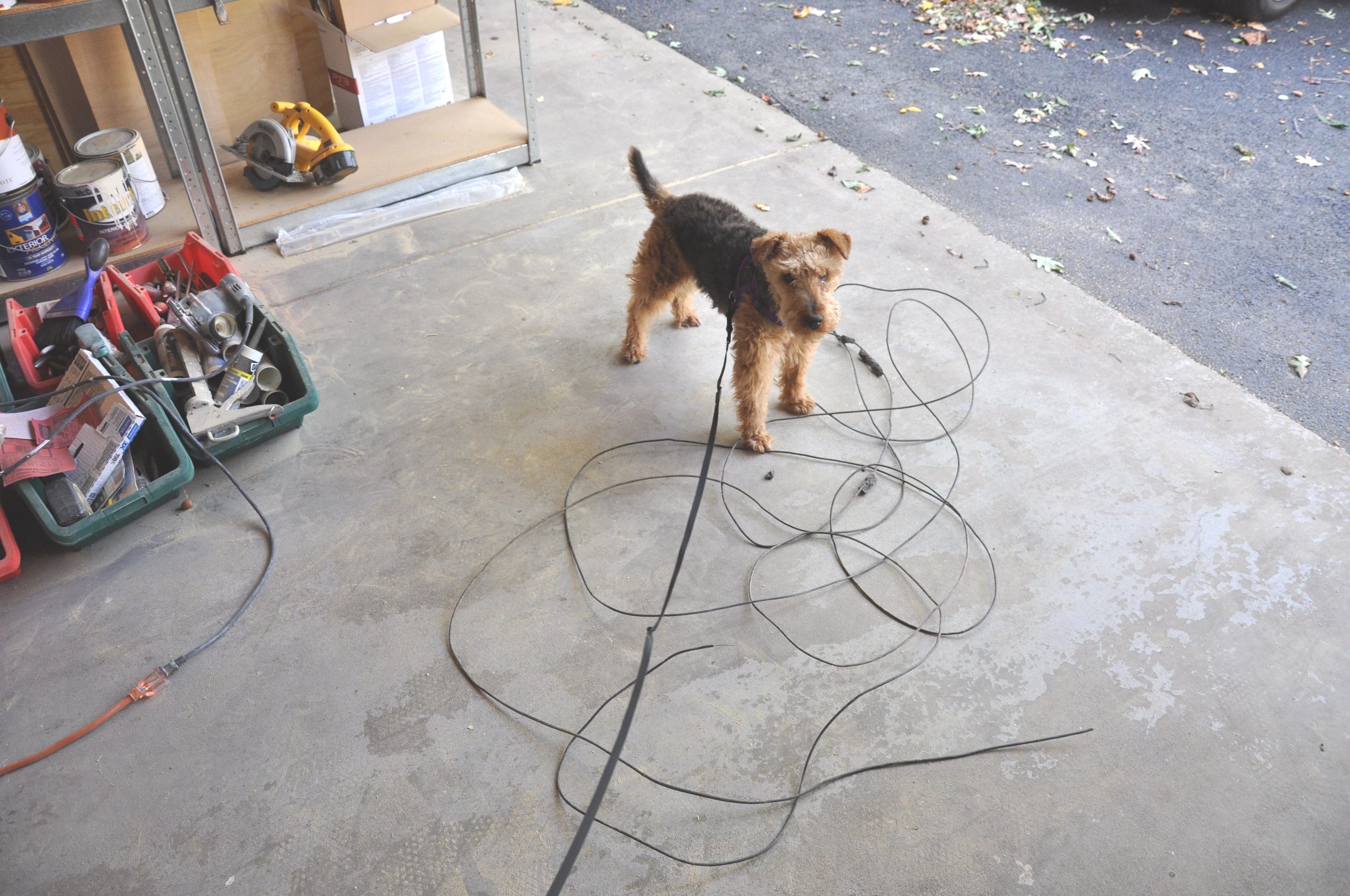 Georgie_with_Severed_Electric_Fence_Piece.jpg