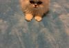 Female shaded silver Persian. 2 months old. 
